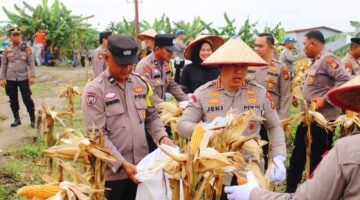 Panen Raya Jagung Pipil Kuartal IV Tahun 2025, Kapolresta Pekanbaru Turun Pimpin Langsung 