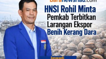 HNSI Rohil Minta Pemkab Terbitkan Larangan Ekspor Benih Kerang Dara