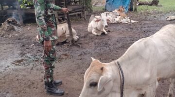 Antisipasi Penularan PMK, Personil Koramil 04/Kubu Lakukan Pengecekan Ternak.