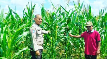 KOMITMEN DUKUNG PANGAN WARGA, POLSEK KAMPAR KIRI PANTAU KETAT JAGUNG 0.5 Ha GUNUNG MULYA