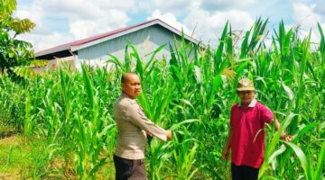 KOMITMEN DUKUNG PANGAN WARGA, POLSEK KAMPAR KIRI PANTAU KETAT JAGUNG 0.5 Ha GUNUNG MULYA
