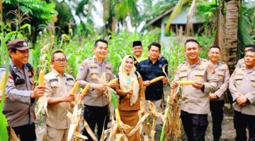 SINERGI POLISI-PEMERINTAH DESA-PETANI, PENEN JAGUNGDI SIAK JADI ROLE MODEL KETAHANA PANGAN RIAU