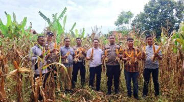 BUKTI NYATA KOLABORASI, POLISI-KADES-BUMDES KOMPAK PANEN JAGUNG 500 KG DI TAPUNG HILIR