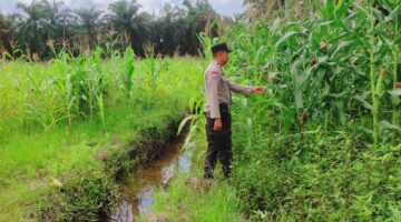 POLISI CINTA PETANI: POLSEK SABAK AUH KAWAL KETAHANAN PANGAN, PANTAU JAGUNG 1 HEKTARE MENUJU SWASEMBADA PANGAN 