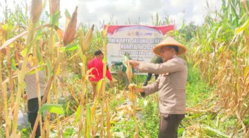 1 HEKTARE JAGUNG KUALA PANDUK PANEN, POLSEK TELUK MERANTI KAWAL SWASEMBADA PANGAN 2026