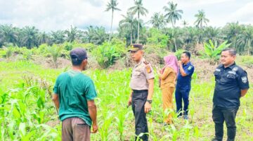 DUKUNG KETAHANAN PANGAN NASIONAL, KAPOLSEK SABAK AUH TURUN KE LADANG PANTAU SWASEMBADA JAGUNG PIPIL