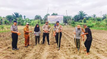 POLSEK PERHENTIAN RAJA GARAP 0.75 HEKTARE LAHAN UNTUK PENANAMAN JAGUNG KUARTAL II, DUKUNG SWASEMBADA PANGAN DESA HANGTUAH 