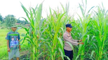 POLISI CINTA PETANI, BHABINKAMTIBMAS POLSEK KAMPAR KIRI HILIR PASTIKAN JAGUNG 0.5 HEKTARE TUMBUH SUBUR