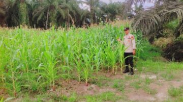 BHABINKAMTIBMAS SABAK AUH TERUS KAWAL SWASEMBADA PANGAN, JAGUNG 53 HARI MENUJU PANEN RAYA