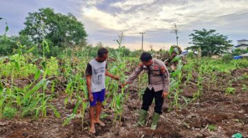 POLSEK TELUK MERANTI MONITORING PROGRAM KETAHANAN PANGAN JAGUNG DI PULAU MUDA