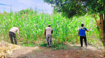 POLSEK BUKITRAYA KAWAL PROGRAM KETAHANAN PANGAN LEWAT PERAWATAN JAGUNG PIPIL 