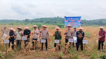 KAPOLSEK TELUK MERANTI HADIRI PANEN RAYA JAGUNG SERENTAK KUARTAL II DI DESA BETUNG 