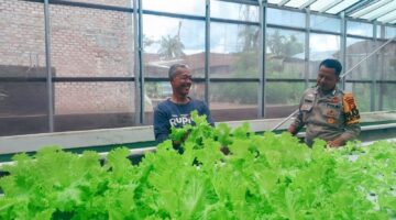 POLSEK LIMAPULUH CEK LANGSUNG KEBUN SAYUR ORGANIK WARGA DI TANJUNG RHU
