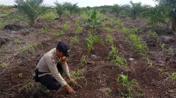 Polsek Kubu Lakukan Pengecekan Tanaman Ketapang Tanaman Jagung.