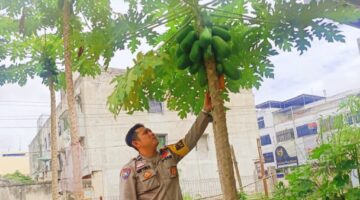 Dukung Ketahanan Pangan, Polisi di Kelurahan Kota Tinggi Motivasi Warga Tanam Pepaya di Pekarangan