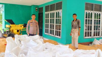 Polsek Tapung Hilir Hasilkan 4 Ton Jagung Pipil, Siap Dijual Ke Bulog Tandun Melalui Bulog Kampar