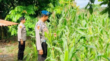 Polsek Kawasan Pelabuhan Polresta Pekanbaru Pastikan Pertumbuhan Tongkol Jagung Optimal Demi Dukung Ketahanan Pangan