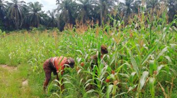 POLSEK SABAK AUH RUTIN PANTAU JAGUNG USIA 58 HARI, DUKUNG KETAHAN PANGAN PETANI