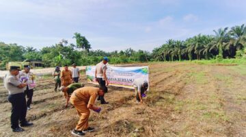 Gotong Royong Tanam Jagung 0.5 Ha di Kampar, Polsek Perhentian Raja Libatkan Kelompok Tani 
