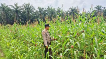 Polsek Sabak Auh Pantau Lahan Jagung di Desa Sabak Permai Dukung Ketahanan Pangan