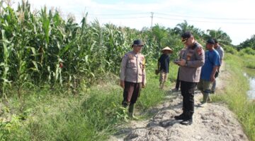Program Ketahanan Pangan di Pekaitan Berkembang Positif, Polsek Bangko Pastikan Tanaman Jagung Tumbuh Optimal