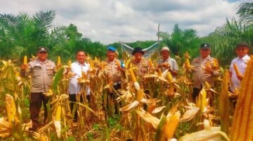 Kelompok Tani Karya Tani Panen 1.000 Kg Jagung dari Lahan Tumpang Sari di Kampar