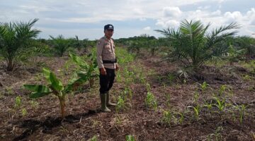 Polsek Kubu Rutin Pantau Pertumbuhan Tanaman Jagung Di Sungai Segajah.