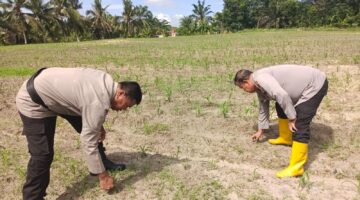 Polsek Tanah Putih Terus Tunjukan Komitmen Dukung Program Ketahanan Pangan Nasional.