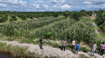 Polisi Cinta Petani, Kapolsek Bangko Turun Langsung Cek Lahan Jagung Milik Kelompok Tani di Pekaitan