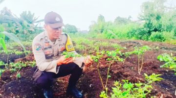 Dorong Lahan Produktif, Bhabinkamtibmas Polsek Teluk Meranti Monitoring Tanaman Cabai Warga