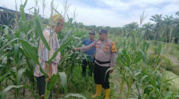 Polsek Kubu Monitoring Pertumbuhan Tanaman Jagung Seluas 2 H Di Sungai Majo