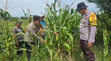 Polsek Bangko Aktif Kawal Program Ketahanan Pangan, Tanaman Jagung di Pekaitan Tumbuh Subur