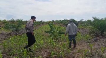 Dukung Ketahanan Pangan, Polsek Kubu Pantau Perkembangan Tanaman Jagung.