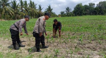 Polsek Kubu Perluas Pemantauan Tanaman Jagung,Kawal Ketahanan Pangan Di Teluk Nilap..
