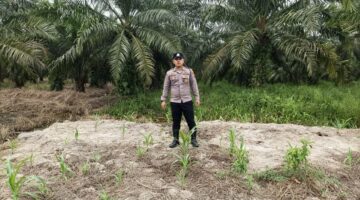 Dukung Ketahanan Pangan Daerah, Polsek Kubu Lanjutkan Pemantauan Tanaman Jagung.