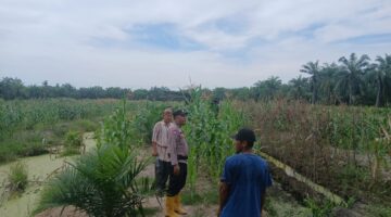 Polsek Kubu Cek Lahan Tanaman Jagung Kuartal II Tahun 2026, Berbuah Baik Dan Menjanjikan.