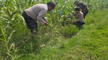 Polisi Sahabat Petani, Bhabinkamtibmas Polsek Bangko Kawal Ketahanan Pangan di Pekaitan