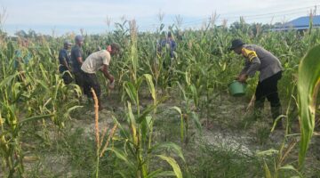 Ketahanan Pangan Jadi Prioritas, Polsek Bangko Tinjau Pemupukan Jagung di Pekaitan