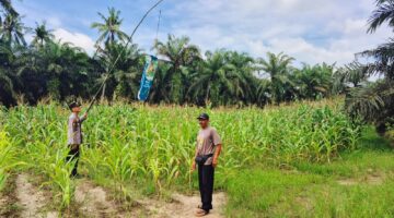 Dukung Program Asta Cita, Polsek Sabak Auh Pantau Lahan Jagung Pipil dan Dampingi Petani