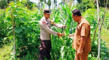 BUMDes Mitra Sehati Panen Optimisme, 21.500 Batang Jagung di Tandan Sari Tumbuh Subur