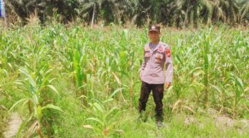 Polsek Sabak Auh Pantau Lahan Jagung 1 Hektar, Dukung Program Ketahanan Pangan Asta Cita Presiden