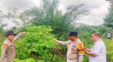 Lahan 0,5 Hektare di Kampar Kiri Hilir Jadi Bukti Pekarangan Bisa Jadi Lumbung Pangan Keluarga