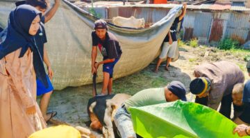 Mushola Baitul Makmur Sembelih 7 Ekor Sapi untuk Kurban Idul Adha 1447 H