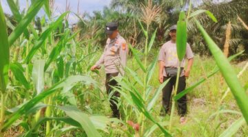 Pantau Lahan Jagung Pipil 1 Hektare, Polsek Sabak Auh Dukung Program Ketahanan Pangan Asta Cita