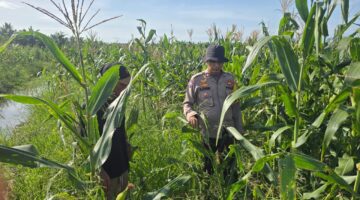 Polsek Bangko Kawal Program Swasembada Pangan, Tanaman Jagung di Pekaitan Tumbuh Subur