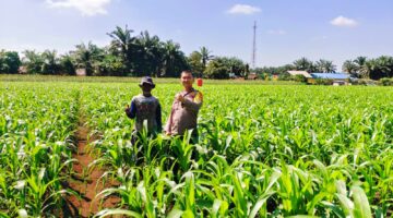 Jagung 1,5 Ha BUMDes Sialang Kubang Tumbuh Subur, Bhabinkamtibmas Perhentian Raja Lakukan Pengecekan