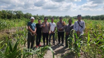 Kapolsek kubu Pantau Perkembangan Tanaman Jagung, Hasil Pertumbuhan Sangat Baik.