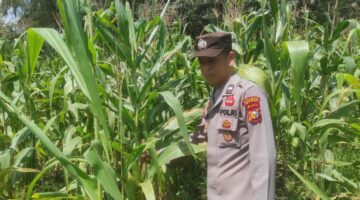 Aipda Romi Arief: Jagung Pipil Binaan Polsek Sabak Auh Masuk Usia 68 Hari, Rawat Berkala Terus