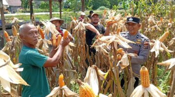 Panen Perdana Jagung Pipil di Sungai Simpang Dua: Bukti Program Kapolda Riau Berjalan