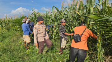 Dukung Asta Cita Presiden, Polsek Bangko Monitoring Lahan Jagung 2 Hektare di Suak Air Hitam